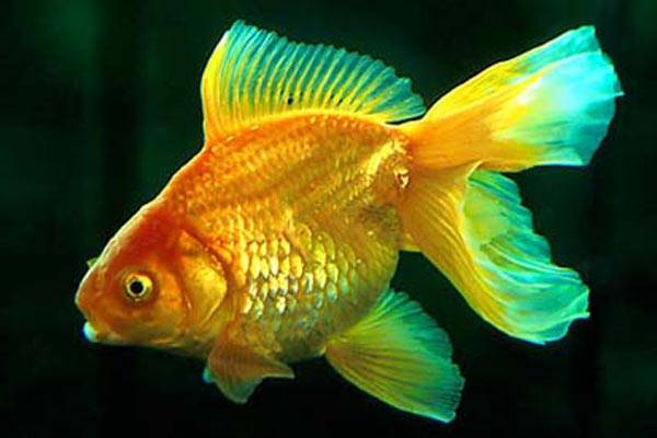 Riddle Goldfish