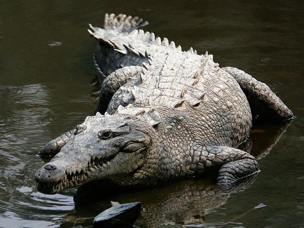 Riddle Crocodile
