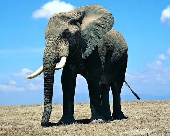 Riddle Elephant