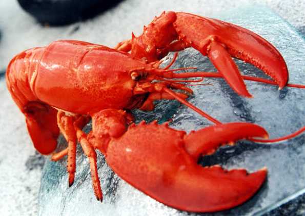 Riddle Lobster