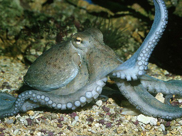 Riddle Octopus