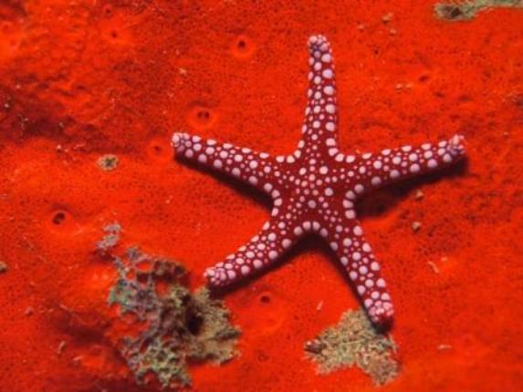 Riddle Starfish 