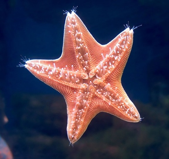 Riddle Starfish 