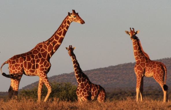 The Giraffe Hunters by Mayne Reid