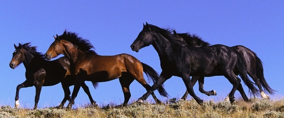 The Hunt of the Wild Horse by Mayne Reid